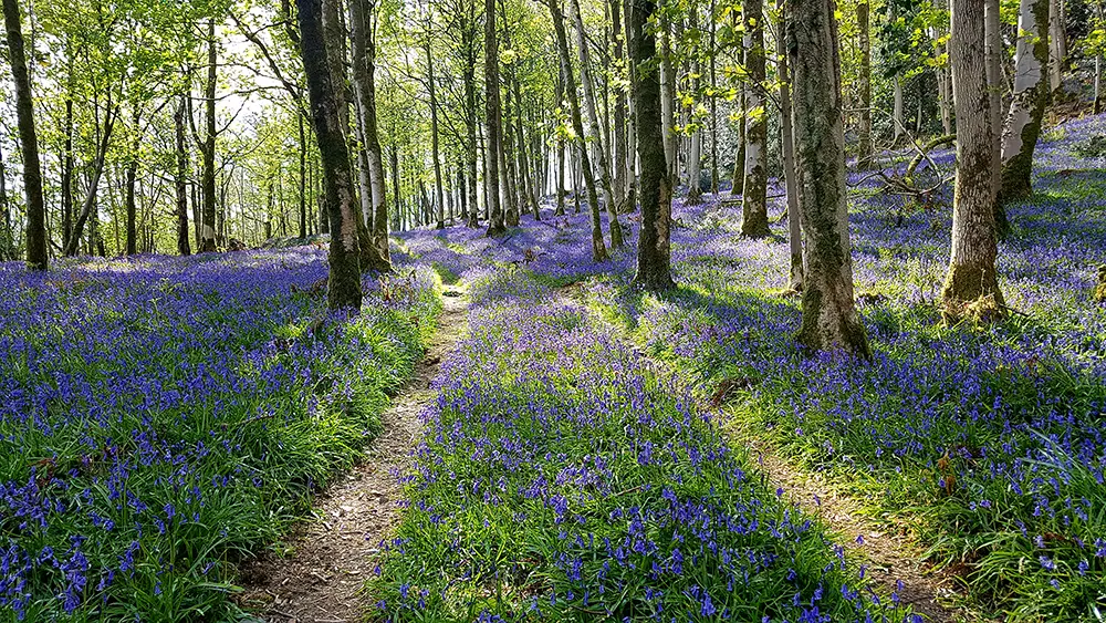 Mount Joy Bluebells © Jude Ewing
